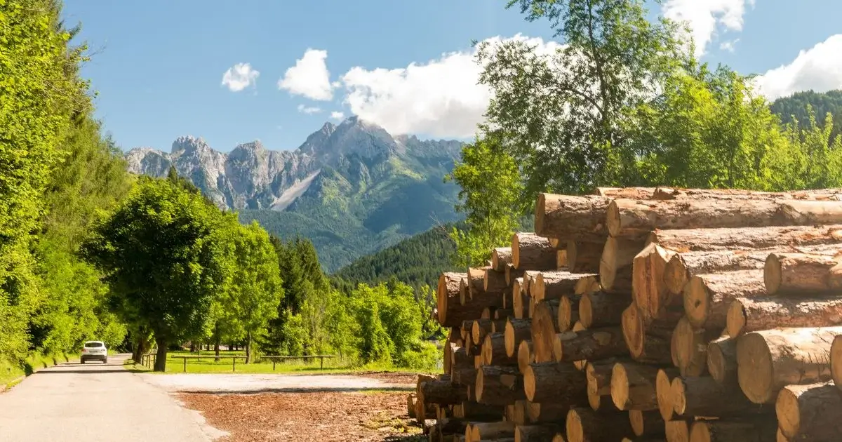 Stacked timber logs near forest road with mountain landscape in background